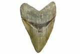 Huge, Fossil Megalodon Tooth - North Carolina #372376-1